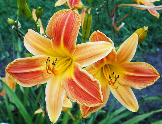 daylilies: ROSY THUMBPRINT (VT)