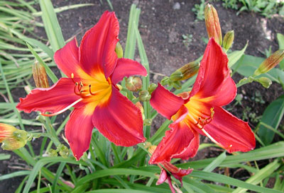 daylilies: RUSH (VT)
