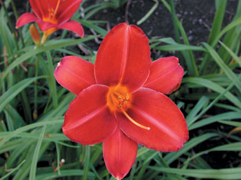 daylilies: SCARLET TANAGER