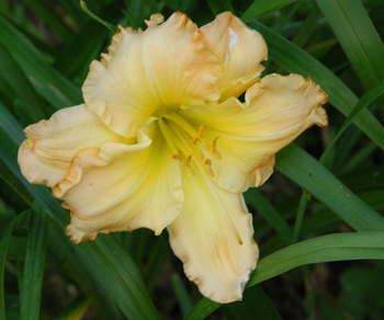 daylilies: SIENNA RUFFLES