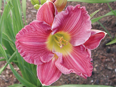 daylilies: SILOAM HOWARD'S HARMONY