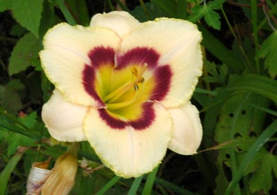 daylilies: DEWBERRY CANDY