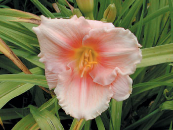 daylilies: SILOAM PINK GLOW