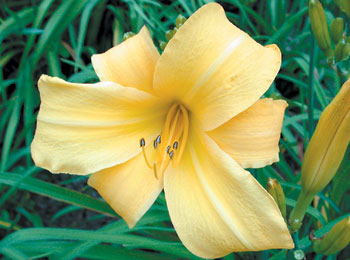 daylilies: SIMPLY DELIGHTFUL (VT)