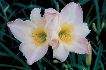 daylilies: BLANC ET VIOLET (VT)