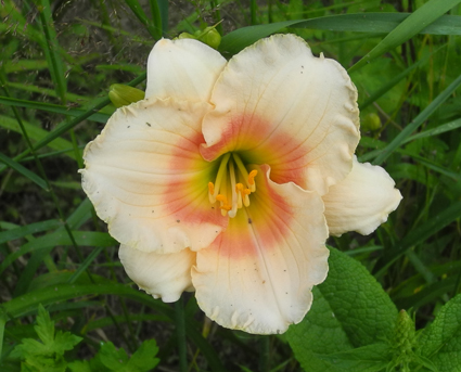 daylilies: SUMMER REPOSE