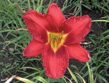 daylilies: TALL RED ROSY (VT)