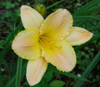 daylilies: TECHNY BREEZE