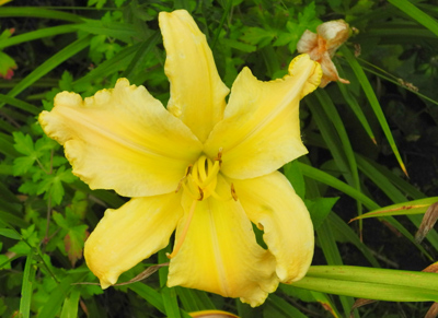 daylilies: ?TECHNY?
