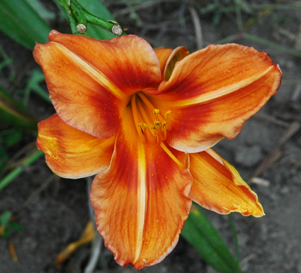 daylilies: TONTO'S FRIEND