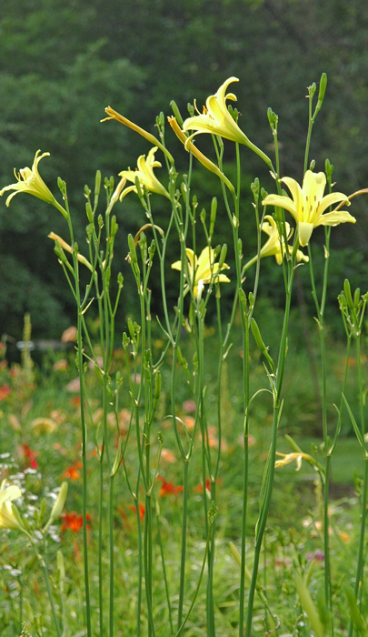 H. citrina thunbergii?
