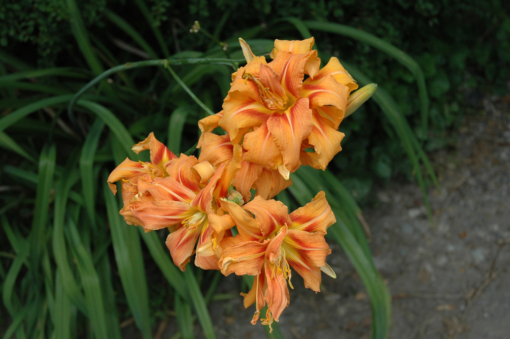 H. fulva 'Kwanso'