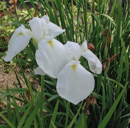 i-ensata-giant-white-6-28-04a-500px