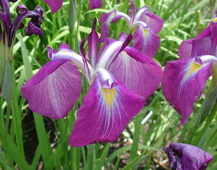 2nd Year Iris ensata