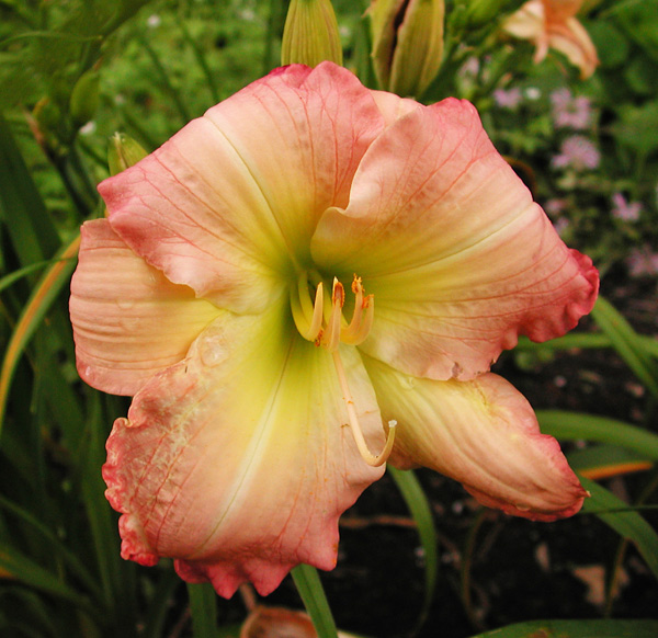 daylily