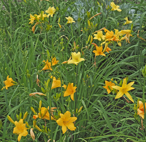 mixed-yellow-earlies-062625-500px