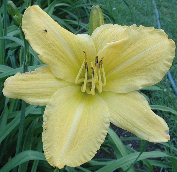 OLALLIE CAROL