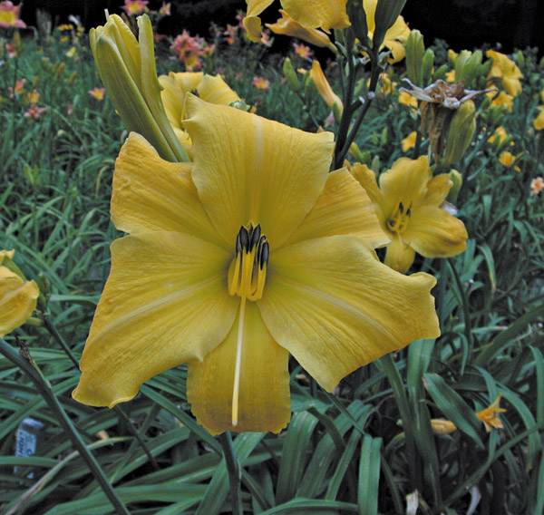 OLALLIE DENISE