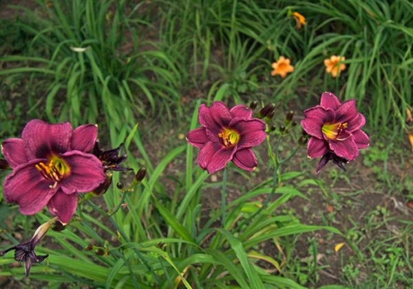 olallie-riggs-600px