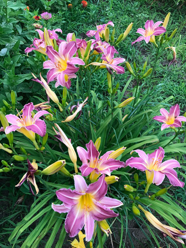 olallie-tiffany-sreca-500px