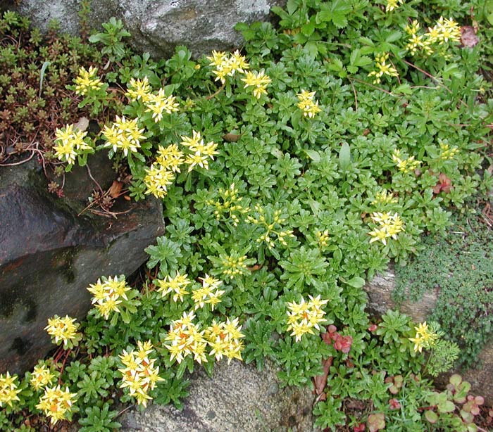 2nd Year low Sedum mix
