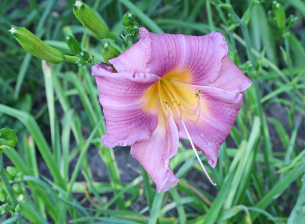 south-walloch-bloom-600px