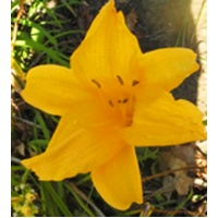 OLALLIE SEPTEMBER LOVE (+ 24-30 9-29-04) (VT)