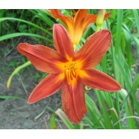 OLALLIE DEWS KINFOLK (10-05) (VT)