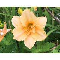 11-08-org_wh-bd-29