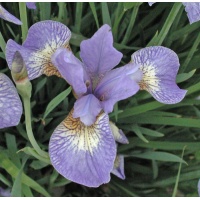 Iris siberica SEA SHADOWS