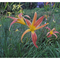 191-21-bicolor