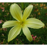 OLALLIE THERESA'S BEAU. (23-07)