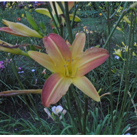 269-21-a-600px