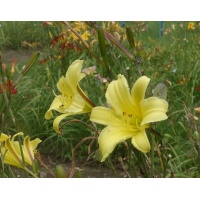 OLALLIE EMILY ELIZABETH (30-13)