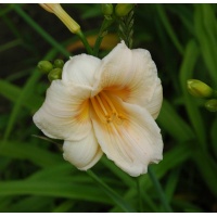 OLALLIE KATHY'S TWINS (44-07)