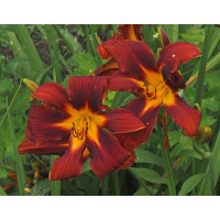 51-21a-500px