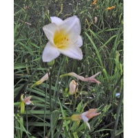 OLALLIE ROWAN DEAN (65-07)