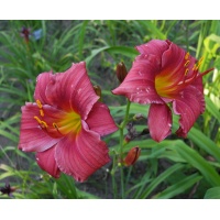OLALLIE KC TUCKER (66-34-2014)
