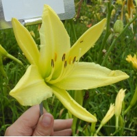 OLALLIE SUSIE MADDERN (7-29-2017) (VT)