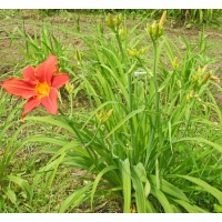 Daylily Clumps 2015: 3-11