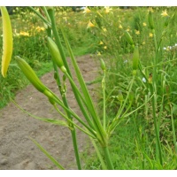 Daylily Clumps 2015: 33-13