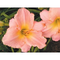 daylilies: VALLEY VALENTINE