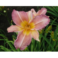 daylilies: VEILED LIGHT (VT)