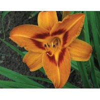 daylilies: WAKE ROBIN