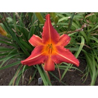 daylilies: WARM REGARDS (VT)