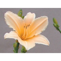 daylilies: YELLOW SIGHTS (VT)