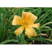 daylilies: INDIA'S SUN (VT)