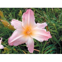 daylilies: BRIDAL LILAC (VT)