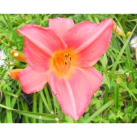 daylilies: OLALLIE DREER (+34) (VT)