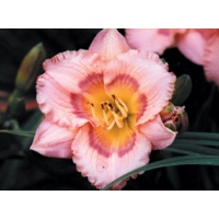 daylilies: BRIGHT BUTTERFLIES